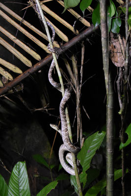 Corallus hortulanus hortulanus - Slanke Boomboa