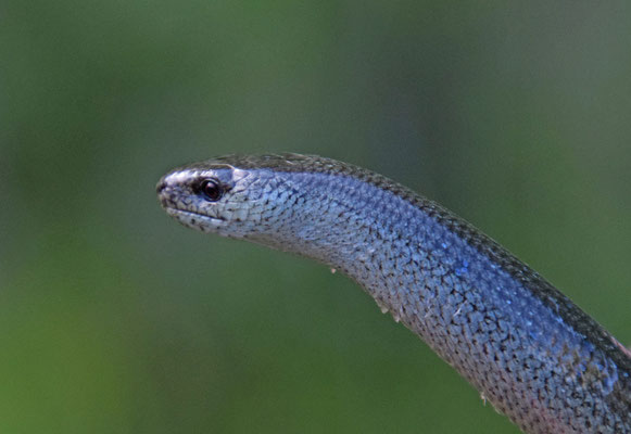 Italiaanse hazelworm (Anguis veronensis)