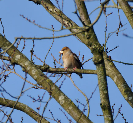Appelvink