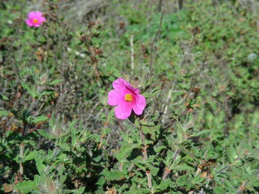 Cistus creticus