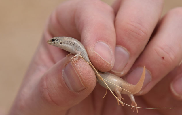 Parelskink (Chalcides ocellatus)