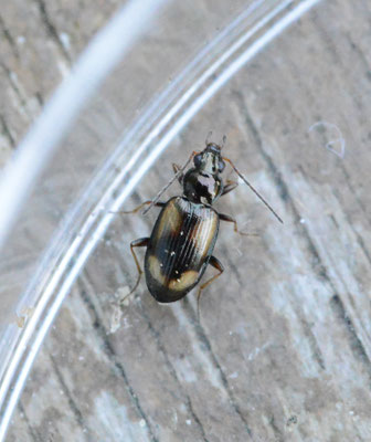 Bembidion femoratum - Gladde viervlekpriemkever