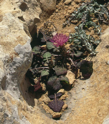 Centaurea aegialophila