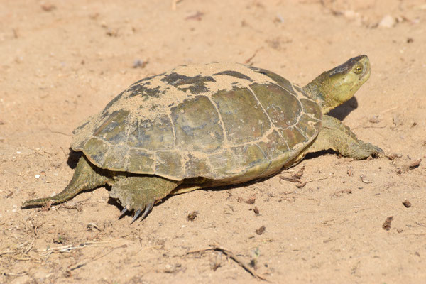 Mauremys leprosa - Moorse beekschildpad