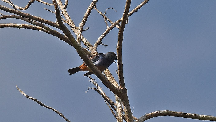 Opal-rumped Tanager