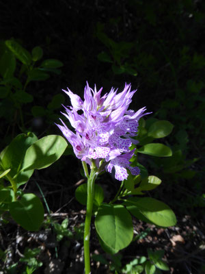 Neotinea tridentata - Drietandige orchis