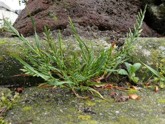 Catapodium rigidum - Stijf hardgras