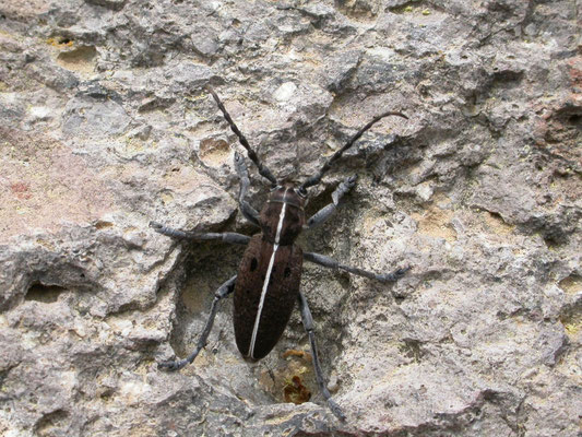 Dorcadion species