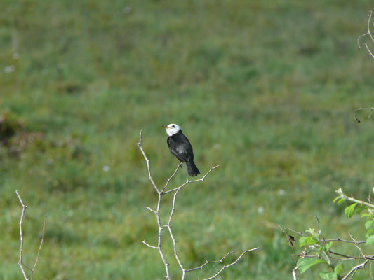 White-headed Marsh-Tyrant