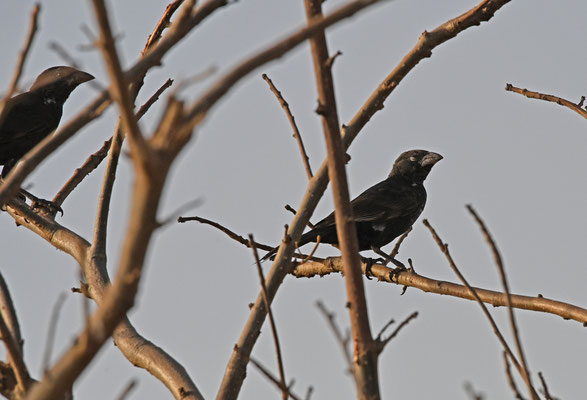 Bubalornis albirostris - White-billed Buffalo-Weaver