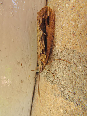 Phryganea grandis
