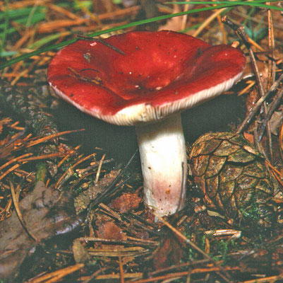 Russula xerampelina - Roodvoetrussula