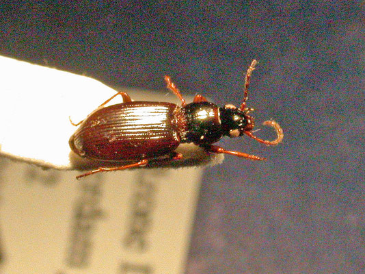 Pterostichus strenuus