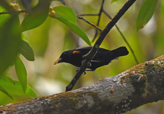 Golden-sided Euphonia