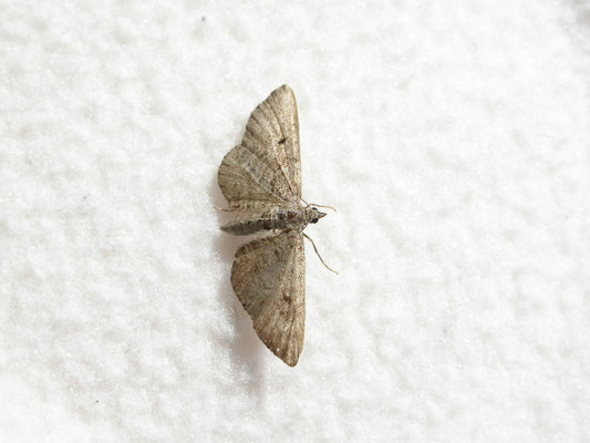 Eupithecia intricata - Streepjesdwergspanner