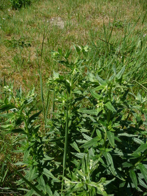 Lithospermum officinale - Glad parelzaad