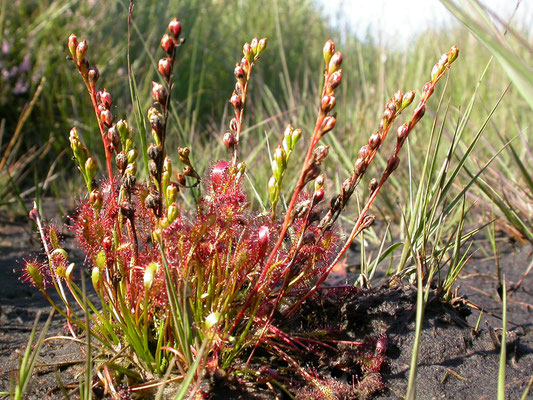 Drosera intermedia - Kleine zonnedauw
