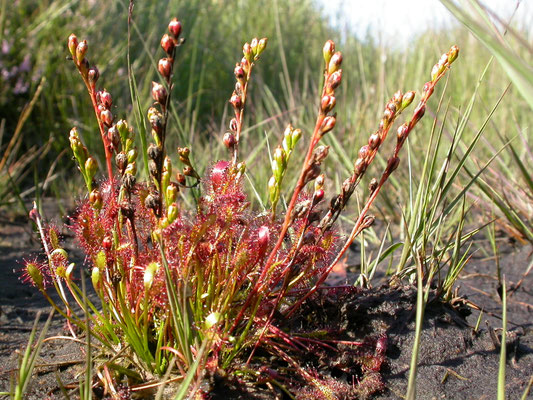 Drosera intermedia - Kleine zonnedauw