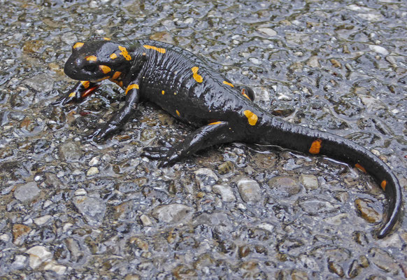Salamandra salamandra  salamandra - Vuursalamander