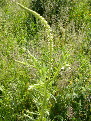 Reseda luteola - Wouw