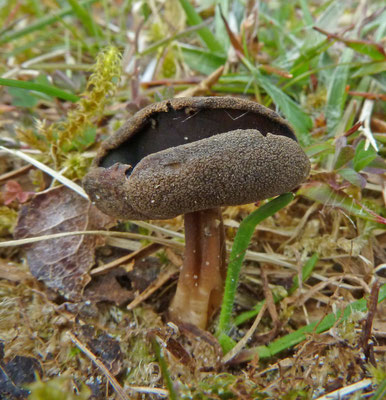 Helvella queletii - Grote schotelkluifzwam