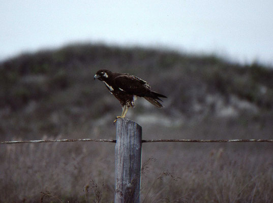 Red-tailed Hawk