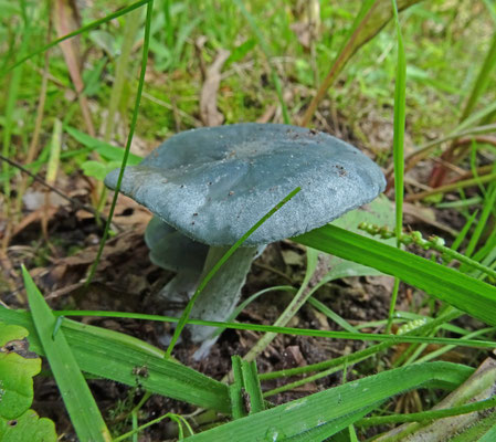 Clitocybe odora - Groene anijstrechterzwam