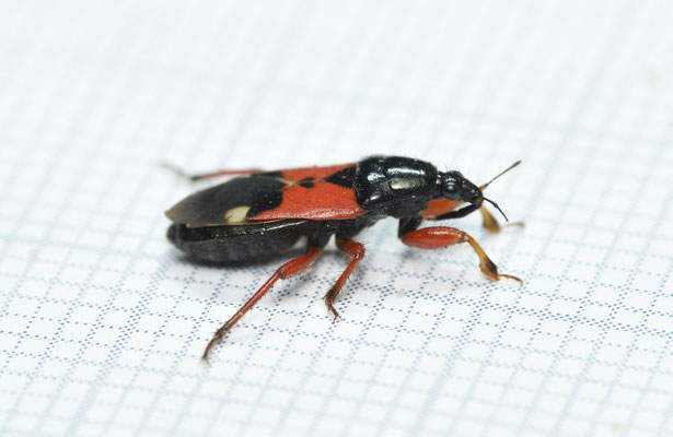 Rood-zwarte sikkelwants