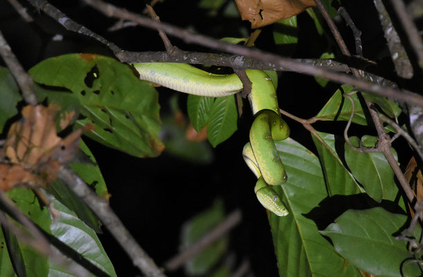 Corallus caninus - Groene Hondskopboa