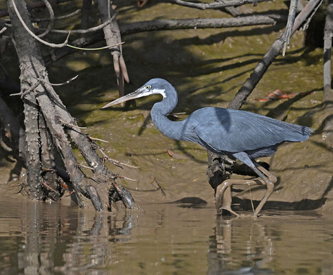 Egretta gularis - Western Reef-Egret
