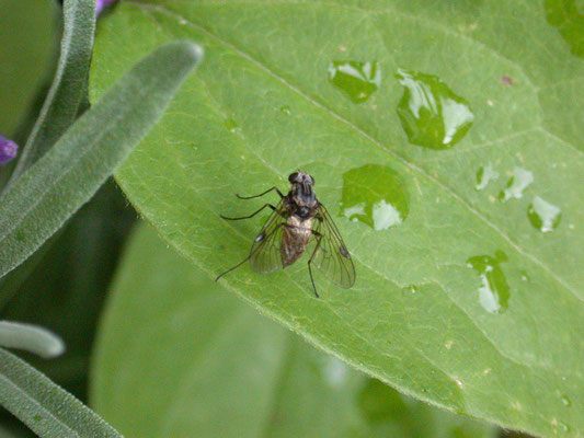 Chrysopilus cristatus - Gewoon goudlokje