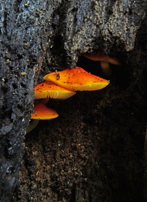 Pluteus aurantiorugosus - Oranjerode hertenzwam