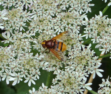 Volucella zonaria - Stadsreus