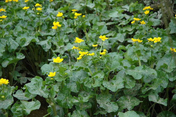 Caltha palustris araneosa - Spindotter