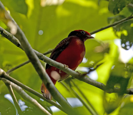 Guianan Red-Cotinga