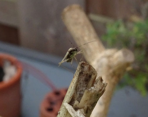 Dicyphus errans - Zwervende bochelwants