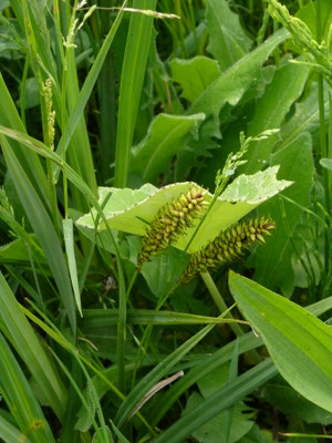 Carex vesicaria - Blaaszegge
