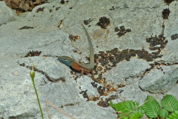 Algyroides nigropunctatus, mannetje (Dalmatische kielhagedis)
