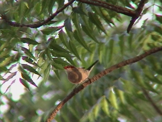 Black-rumped Waxbill