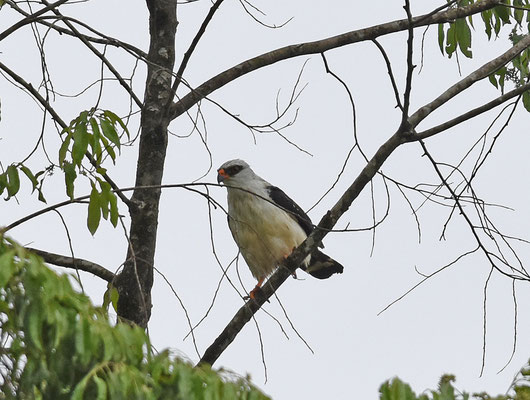 Black-faced Hawk