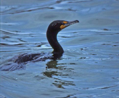 Double-crested Cormorant
