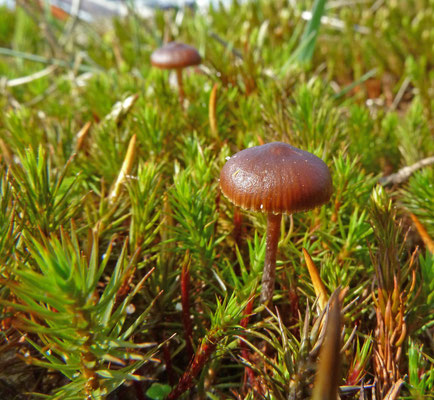 Deconica (Psilocybe) montana - Zandkaalkopje
