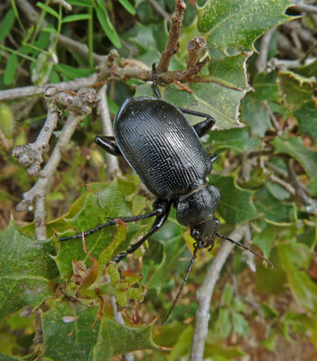 Calosoma inquisator