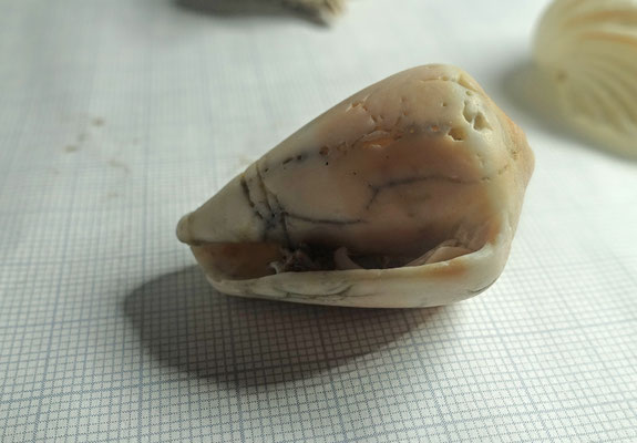 Cymbium olla