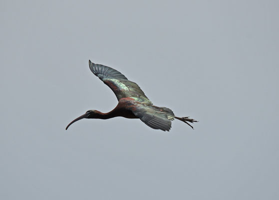 Zwarte ibis