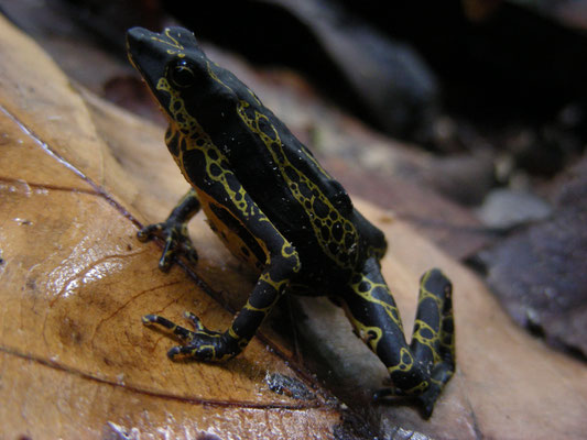 Atelopus hoogmoedi - Hoogmoed's Harlequin Toad