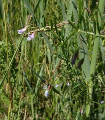 Vicia tetrasperma - Vierzadige wikke