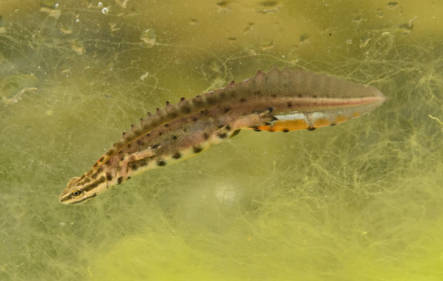 Lissotriton schmidtleri