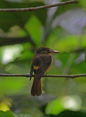 Royal Flycatcher