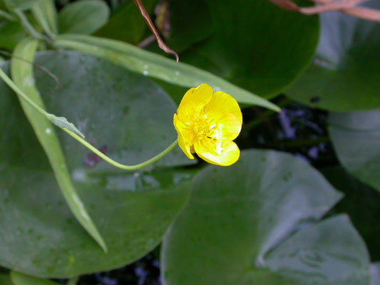 Ranunculus lingua - Grote boterbloem